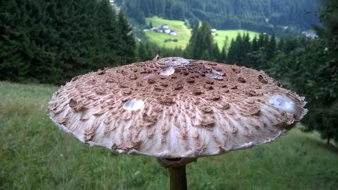 Il Tulipano Alojamento de Acomodação e Pequeno-almoço San Pietro di Cadore